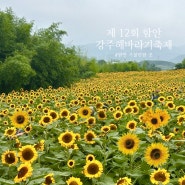 함안 강주해바라기축제 행사 정보 날짜 조기개화한 여름 6월 꽃구경 가볼만한 해바라기마을
