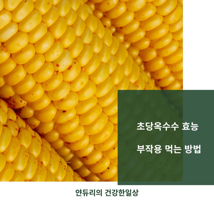 초당옥수수 효능 부작용 먹는 방법까지 알아보자! : 네이…