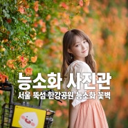 서울 뚝섬 한강공원 능소화 꽃벽, 가는 법과 능소화 스냅 잘 찍는 법