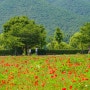 남양주 물의정원 꽃양귀비 명소 주차 서울근교 주말 나들이 데이트 추천