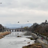 일본 교토 | 카모강이 보이는 스키야키 맛집 추천 “이즈모야 ”