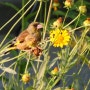 6월, 방울새 Grey-capped Greenfinch