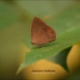 민무늬남방남색부전나비 Spotless Oakblue_태국 나비 #168