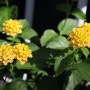 오늘의 꽃...노랑 란타나 / 브라키컴 (스완강데이지)