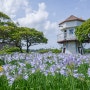 제주 허브동산, 수국 & 아가판서스 축제 개최