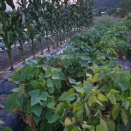 파주 장단콩 농사 일지 2024. 6. 22 콩 보식 2차 강낭콩 수확