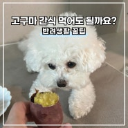 강아지 고구마 간식 먹어도 되나요? 먹을 때 주의사항 6가지