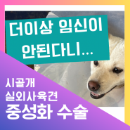 암컷 강아지 중성화 비용 시골 마당개 실외사육견