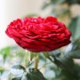 화형 예쁜 사계 빨간 장미(검붉은 벨벳 장미) 분갈이하기, 꽃말