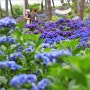 울산 장생포 수국축제 고래문화마을 울산 수국 명소 6월 꽃축제