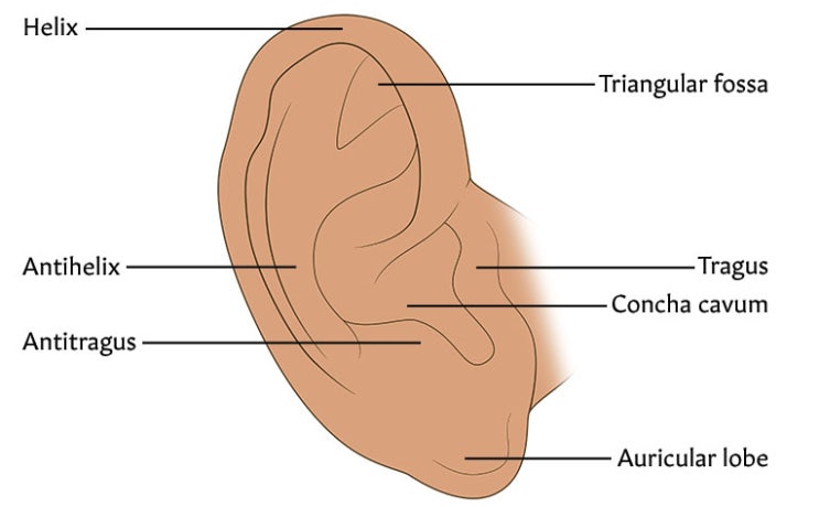 평형 / 청각기관 organ of hearing / equilibrium - 바깥귀 external ear : 네이버 블로그