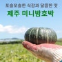 포슬포슬 달콤한 밤맛, 제주 미니밤호박 주문받아요 (& 초당옥수수)