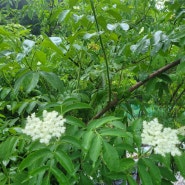 산정야초방 접골목우슬농장홍보