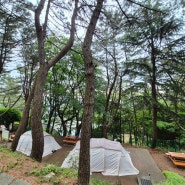 부산 금련산 청소년 수련원 캠핑장, 1박 2일 후기 /사이트 리뷰&영상🏕️🌉