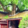 [일본여행] 후쿠오카 여행 다자이후텐만구(신사). 일본 현지 문화 체험