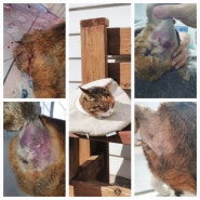 고양이교상 치료하기 :: 고양이싸움, 동물병원 비용, 상처 치료과정