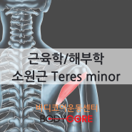 [근육학/해부학]소원근 Teres minor (feat. 회전근개 재활)