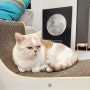 뽀떼 편안한 고양이 스크래쳐 릴렉스-R7, T7 내돈내산 사용기