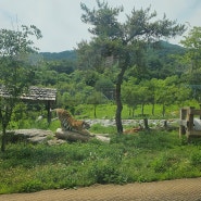 백두산 호랑이숲이 있는 봉화 백두대간수목원
