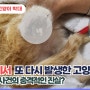 (단독) 안성시에서 또다시 발생한 고양이 학대! 다리 절단 사건의 충격적인 진실?