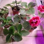 글록시니아 7종..하나둘 꽃 피울 준비
