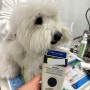 일본 오사카에 여행 가기 위한 준비를 진행 중인 꼬똥드툴레아 강아지 코난: 일본 동물 검역 여행 준비 절차 비용