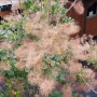 안개나무와 자엽안개나무