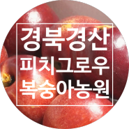 경북경산 피치그로우 복숭아농원 - 신선하고 건강한 제철 과일 선물