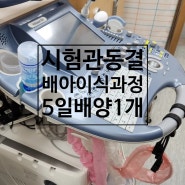 시험관 동결배아이식 시술과정 후기 당일 준비 주의사항 1차 시기 5일 배양 냉동배아 1개