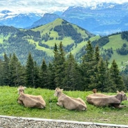 [스위스여행#6] 리기산 트래킹 초록초록한 6월의 풍경