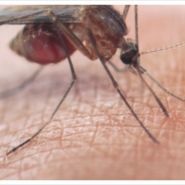 말라리아 증상 초기 증상으로 이것 의심된다