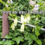 여름 트레킹 추천지 _ 천상의 화원 점봉산 곰배령 우중 트레킹