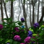 아침 안개 자욱한 울산 일산 바다와 대왕암 소나무 숲 수국 길