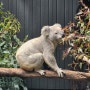 호주 시드니 - Taronga Zoo 타롱가 동물원 가는 방법 / 물개쇼 / 코알라 / 캥거루 후기