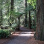 [뉴질랜드 워홀 D+113] 로토루아 여행 어게인, 로토루아 레드우즈 Redwoods