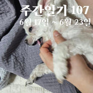 6월 17일~23일