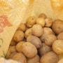 하지 감자 수확시기 수미 감자 캐는시기 시골 텃밭 채소들