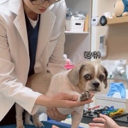 강아지 한방병원 치료 종류와 침치료의 필요성