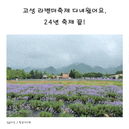 고성 라벤더축제 다녀왔어요~ 24년 축제끝.