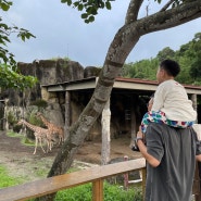 6살 아이랑 대만 여행 셋째 날 : 삼미식당, 마오콩 곤돌라, 대만 타이베이 시립 동물원, 팀호완