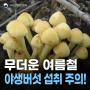 여름철, 야생버섯 섭취에 주의하세요!🍄⚠️