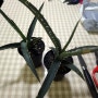 아가베 자이로나칸타 agave xylonacantha