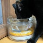고양이 투명 물그릇 유리수반 웰리 내돈내산 추천 후기