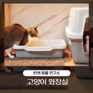 고양이 화장실 크기 개수 청소 시기 위치