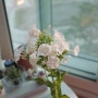 여름꽃 플록스 꽃 키우기 (심기/물주기/꽃말)
