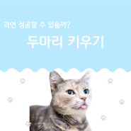 고양이 두마리 키우기 - 한 마리보다 더 좋은 건?