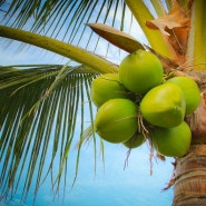 🥥리놀레산과 비타민E의 보습효과 네이커버리의 코코넛 야자열매추출물🥥