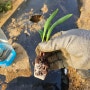 농린이의 농사일기#13 - 괴산 대학 찰옥수수 모종 심기, 파프리카, 방울토마토, 당귀 텃밭에서 화분으로 옮겨 심은 근황