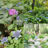 서울숲 수국 정원 위치 포토존 6월 7월 놀거리 산책길 바닥분수 운영시간
