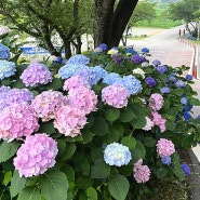 강진 수국길축제 미리 다녀왔어요